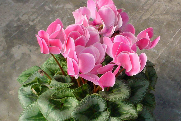 仙客來(lái)會(huì)結(jié)種子嗎