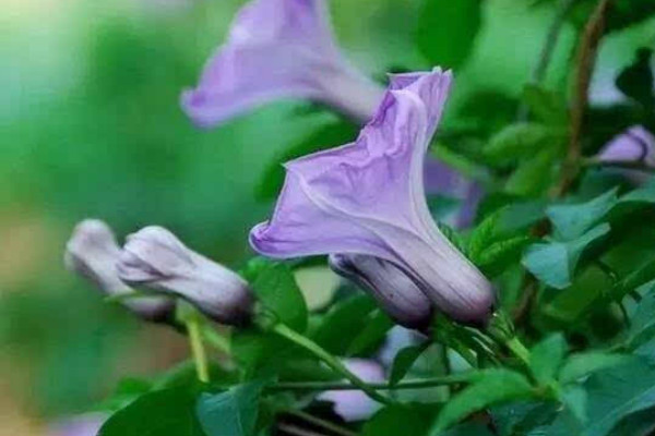 牽?；ㄏ奶炜梢员駟? src="/nongye/d/file/20201223/aqr2ouxfujm.jpg" / data-7SnW="lF4pLs"></p>
<p data-bGcY="QXLc9Y">
	牽?；ㄏ奶斓臅r候不能被暴曬，它雖然是一種喜陽的植物，但是如果讓其被暴曬的話，它的葉子就容易被灼傷，出現(xiàn)干枯凋落的現(xiàn)象，所以夏季養(yǎng)護(hù)牽?；〞r，需要適當(dāng)為其遮陰，這時讓其有充足的散射光照射即可。</p>
<p data-0vPF="AStMyC">
	<strong data-z7nf="7W9vOq">2、充足水分</strong></p>
<p data-QZmC="HQ6VKe">
	<img alt=