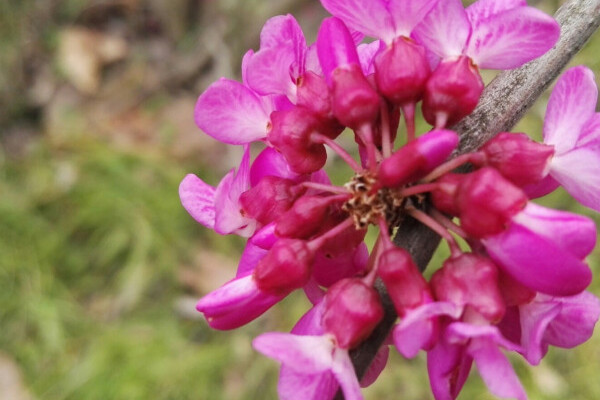 紫荊花什么時(shí)候扦插