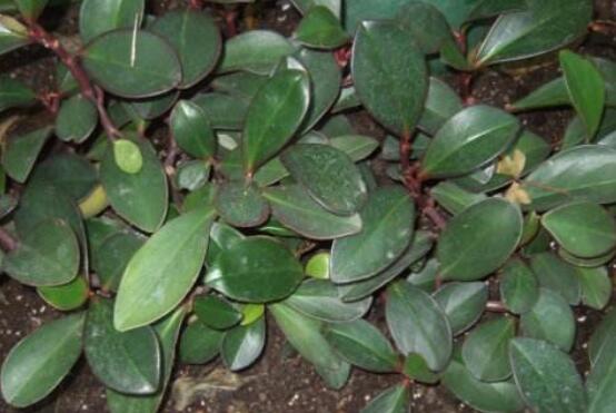 紫邊碧玉椒草的養(yǎng)殖方法和注意事項嗎，老農(nóng)教你六大基本養(yǎng)殖方法