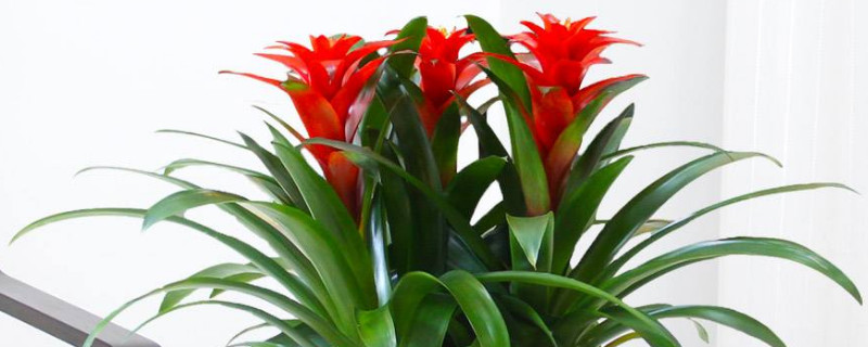 鴻運當(dāng)頭的光照時間