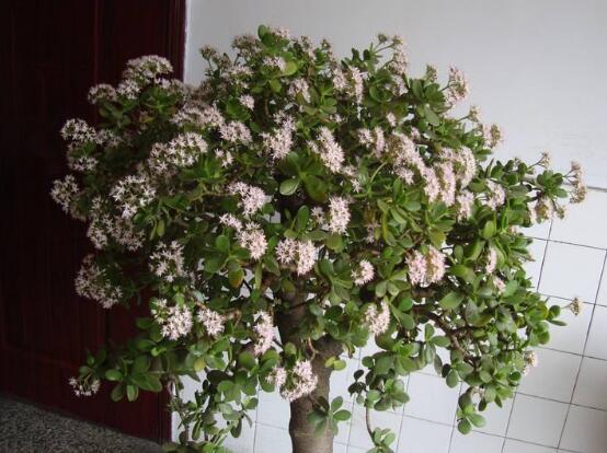 玉樹怎么澆水效果最好，不干不澆、澆則澆透