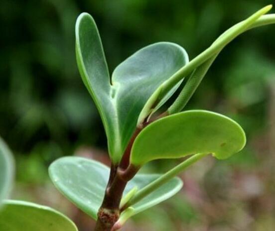 花卉小家碧玉怎么養(yǎng)，老農(nóng)總結(jié)八大基本方法