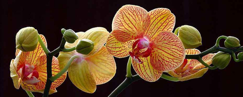 蝴蝶蘭種植完需要立馬澆水嗎