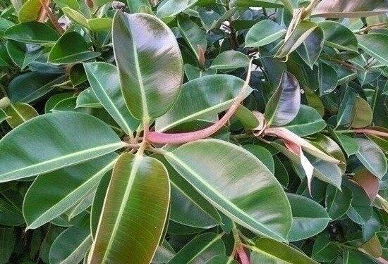 橡皮樹(shù)一盆栽幾棵最好，三棵為森八棵為發(fā)（推薦1/3/8/9）