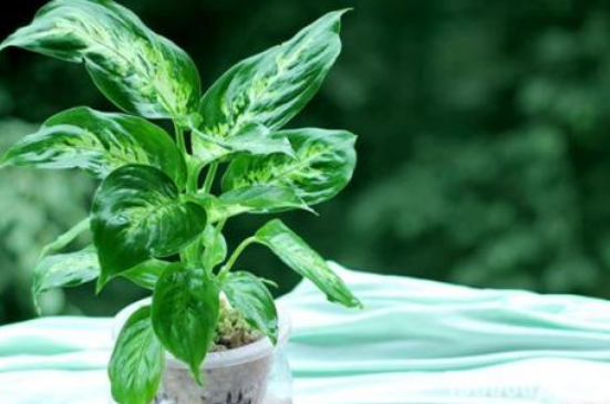 水培萬年青的養(yǎng)殖方法和注意事項，學會以下三個步驟即可