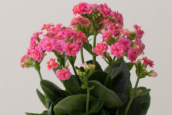 長壽花剪枝后怎么養(yǎng)護(hù)