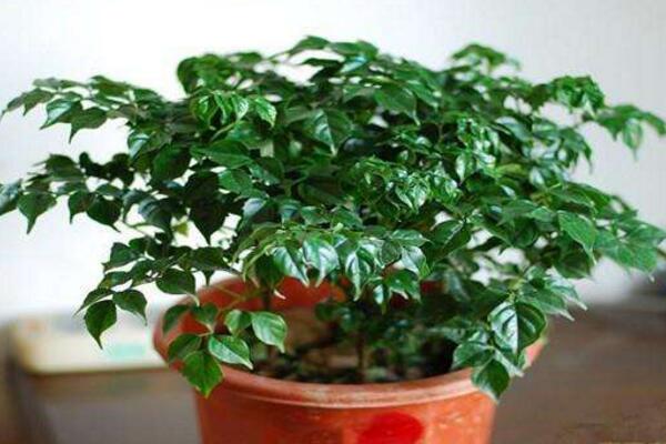 幸福樹怎么養(yǎng)才能茂盛，要做好以下四大方面