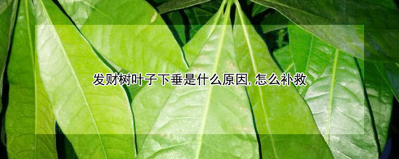 發(fā)財(cái)樹葉子下垂是什么原因,怎么補(bǔ)救