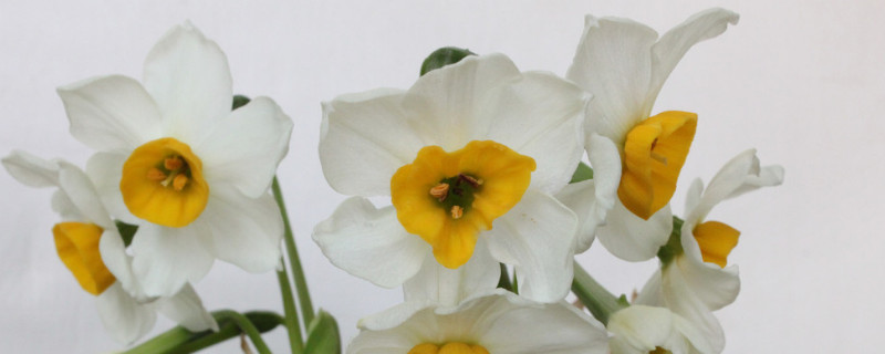 培養(yǎng)水仙花的注意事項(xiàng)