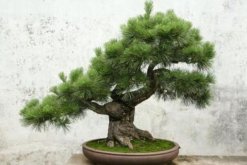 羅漢松詳細(xì)造型步驟，簡(jiǎn)單的三步即可完成造型