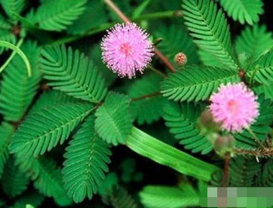 含羞草怎么養(yǎng)護，老農(nóng)總結(jié)五點最實用方法