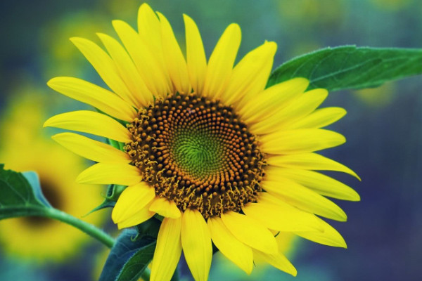 向日葵什么時(shí)候播種