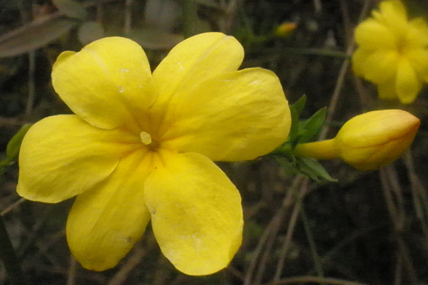 迎春花葉子發(fā)黃怎么回事