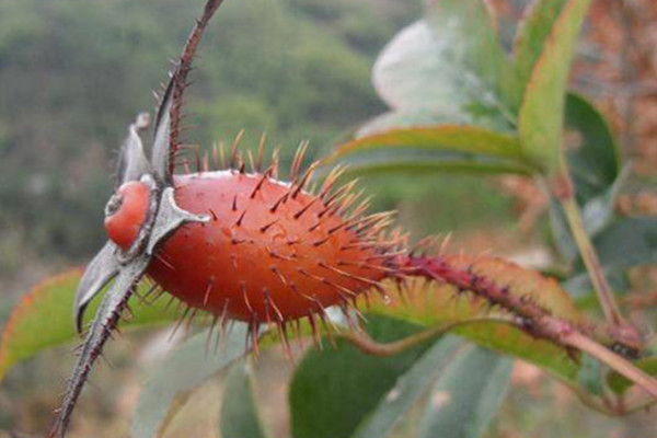 金櫻子果實(shí)什么時(shí)候成熟