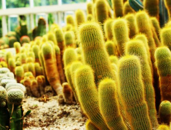 仙人掌適合在室內(nèi)種植嗎，吸收二氧化碳、釋放氧氣/天然氧吧