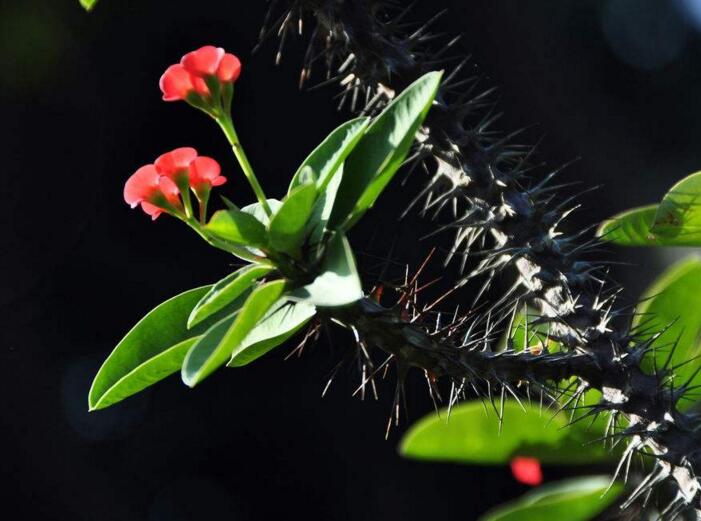 盆栽虎刺梅的養(yǎng)殖方法，施肥澆水頭頭要顧到