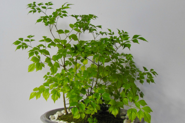 幸福樹施什么肥最好，施氮肥能促進(jìn)枝葉茂盛