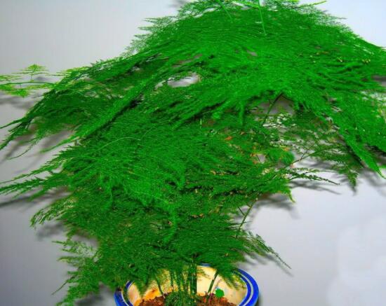 文竹肥料有哪些，餅肥、無(wú)機(jī)復(fù)合肥、液肥為主(枝繁葉茂)