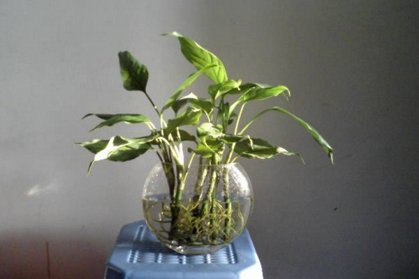 如何水養(yǎng)萬年青，掌握換水規(guī)律最重要