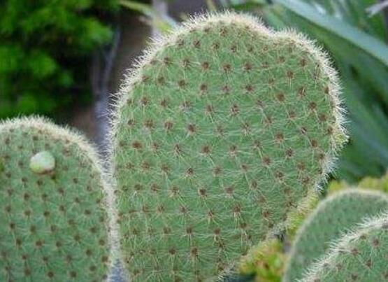 仙人掌適合在室內(nèi)養(yǎng)嗎，吸收輻射、釋放氧氣