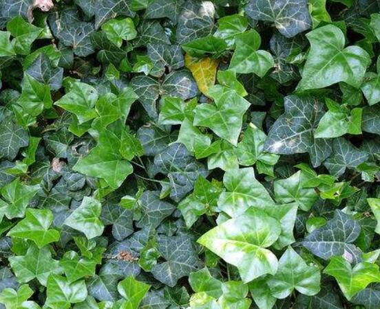 常春藤葉片干枯怎么辦，四種原因以及解決方法