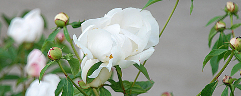 芍藥花冬天會(huì)凍死嗎