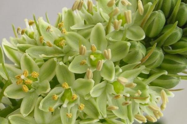 萬(wàn)年青的種類(lèi)，常見(jiàn)的有五種