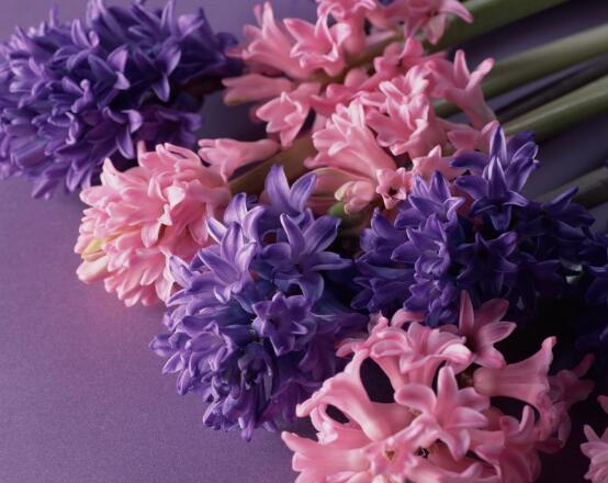 風信子葉子太長立不住是怎么回事，教你常見三種原因以及解決方法