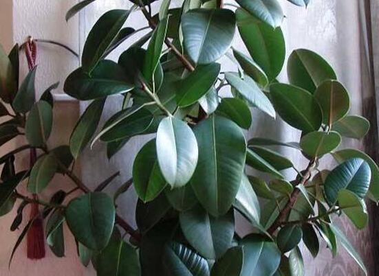 橡皮樹怎么換盆，教你四個簡單易學(xué)的方法