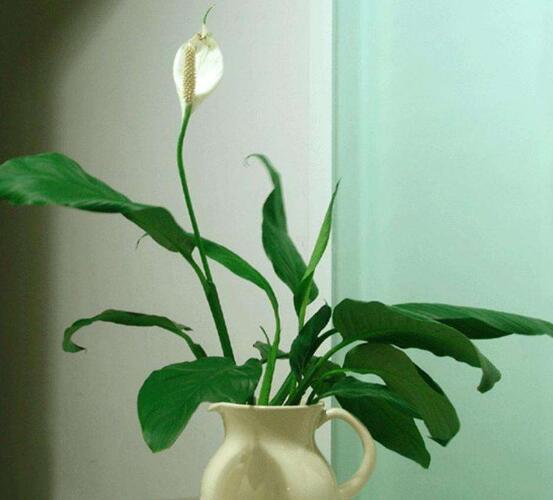 盆栽一帆風順怎么養(yǎng)，教你八個方法便可爆盆