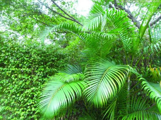 鐵樹怎么澆水，鐵樹澆水方法