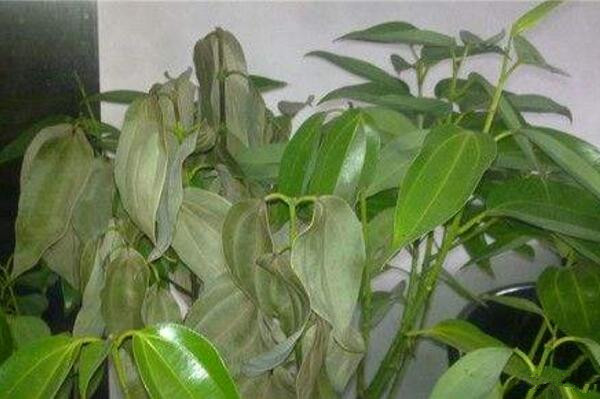 平安樹葉子發(fā)黃掉落，找到原因及時(shí)處理