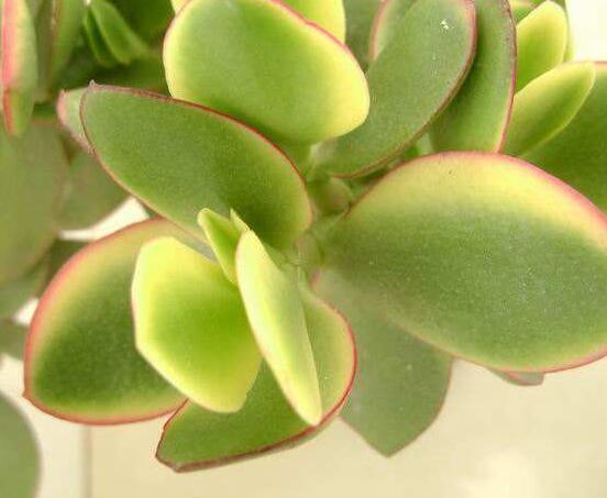 燕子掌掉葉子怎么辦，老農(nóng)教你三種最直觀解決方法