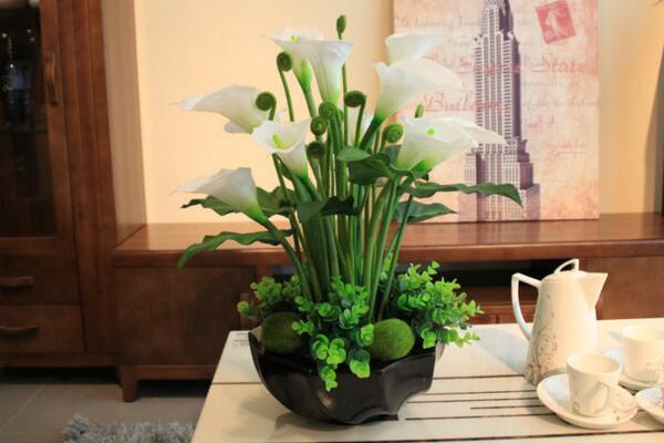 馬蹄蓮種球怎么種植，種植步驟以及前期養(yǎng)護技巧