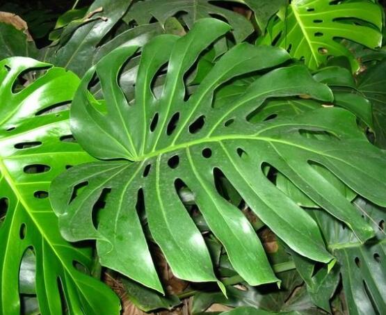 龜背竹黑斑病怎么辦，及時(shí)摘除病葉、噴灑藥物/保持通風(fēng)透氣