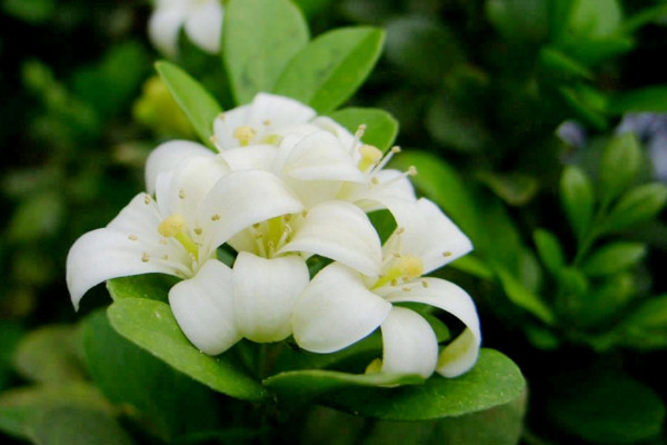 九里香快速粗枝，保證光照、養(yǎng)分充足