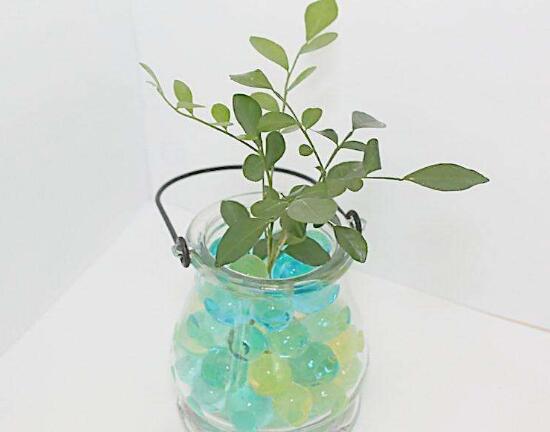 九里香可以水培嗎，九里香水培的養(yǎng)殖方法