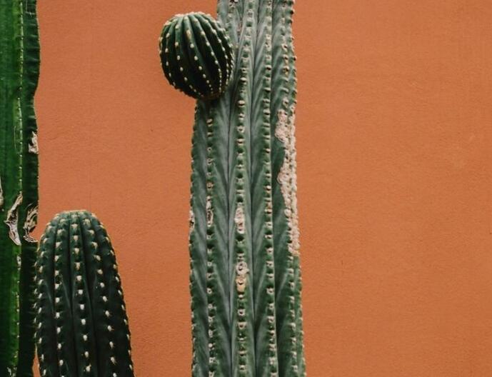 仙人球長小球要修剪嗎，最好把這些小球進行移栽