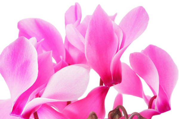 仙客來(lái)可以放房間嗎