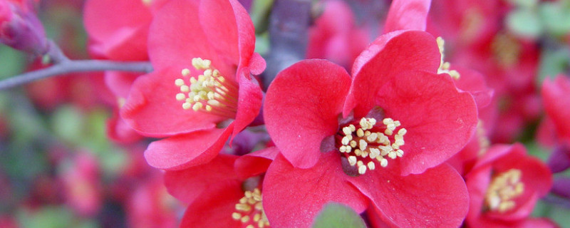 紅梅葉子蔫了怎么補救