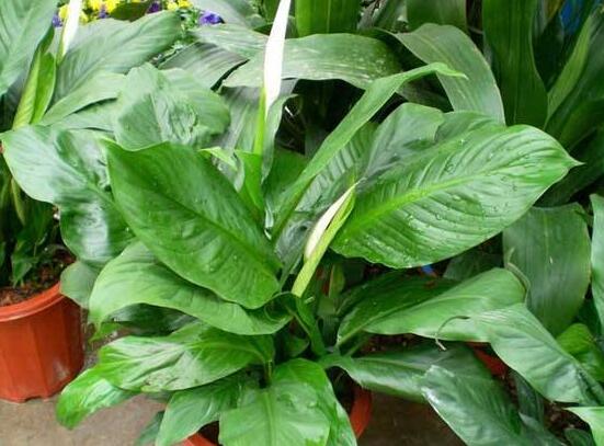 一帆風(fēng)順多久澆一次水，做到不干不澆、澆則澆透原則