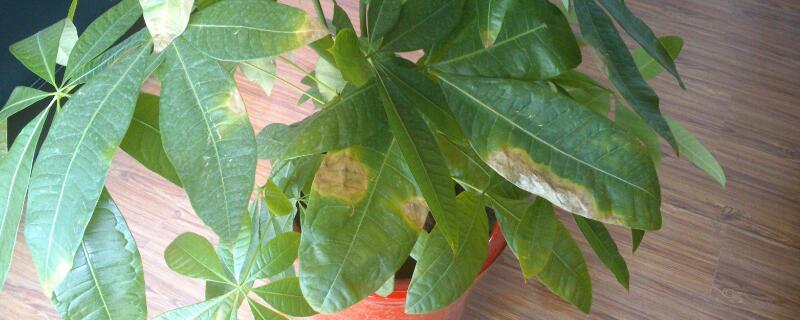 幸福樹(shù)葉子發(fā)黃掉落