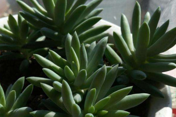 千佛手仙人掌怎么養(yǎng)