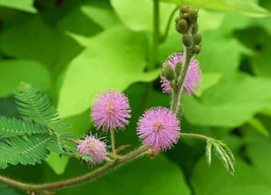 含羞草對(duì)人體有害嗎，微毒無(wú)害/美化家居、凈化空氣