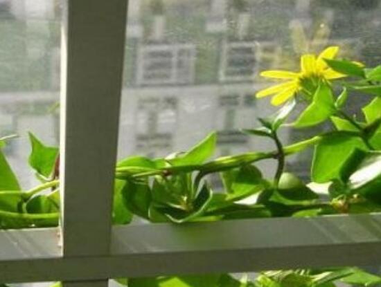 常春藤花期多長(zhǎng)時(shí)間，常春藤不開花的原因