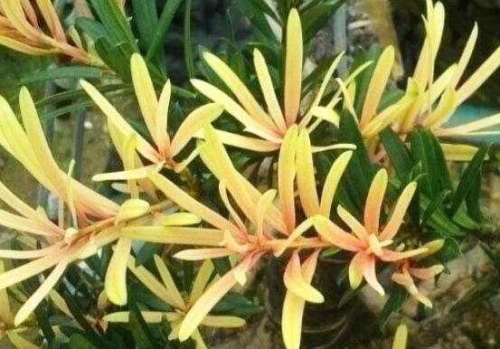 什么品種羅漢松最貴，珍珠羅漢松當(dāng)之無(wú)愧(售價(jià)高達(dá)上百萬(wàn))