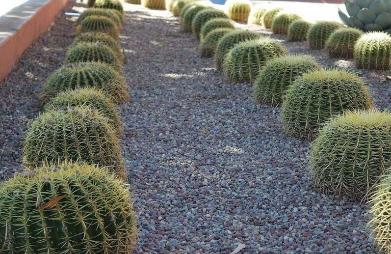 水養(yǎng)仙人球注意事項，正確的水培方式很重要