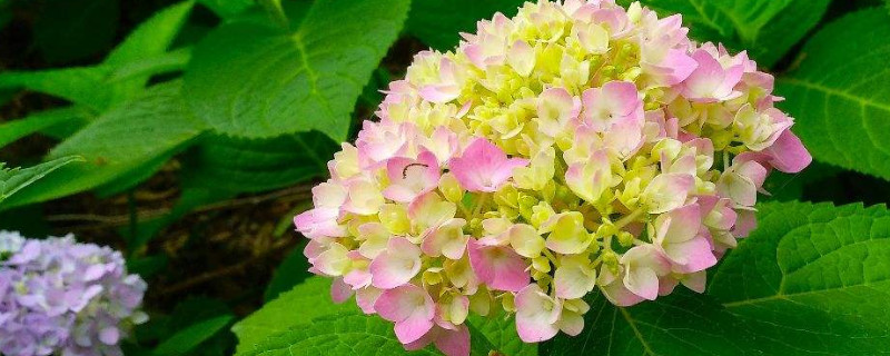 繡球花邊緣焦黃是怎么回事