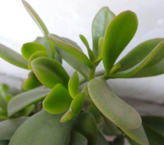 燕子掌炭疽病怎么辦，及時(shí)摘除病葉、噴灑藥物(合適溫度光照)